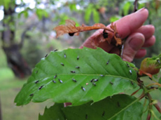 Lâchers de Torymus sinensis sur une feuille de châtaignier au printemps